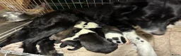 Mixed Breed dogs for sale: Puppy available  - Advert 1