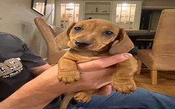 Miniature Dachshund dogs for sale: 🌭 Little Sausages Looking for Big Love! ❤️🐾 - Image 14