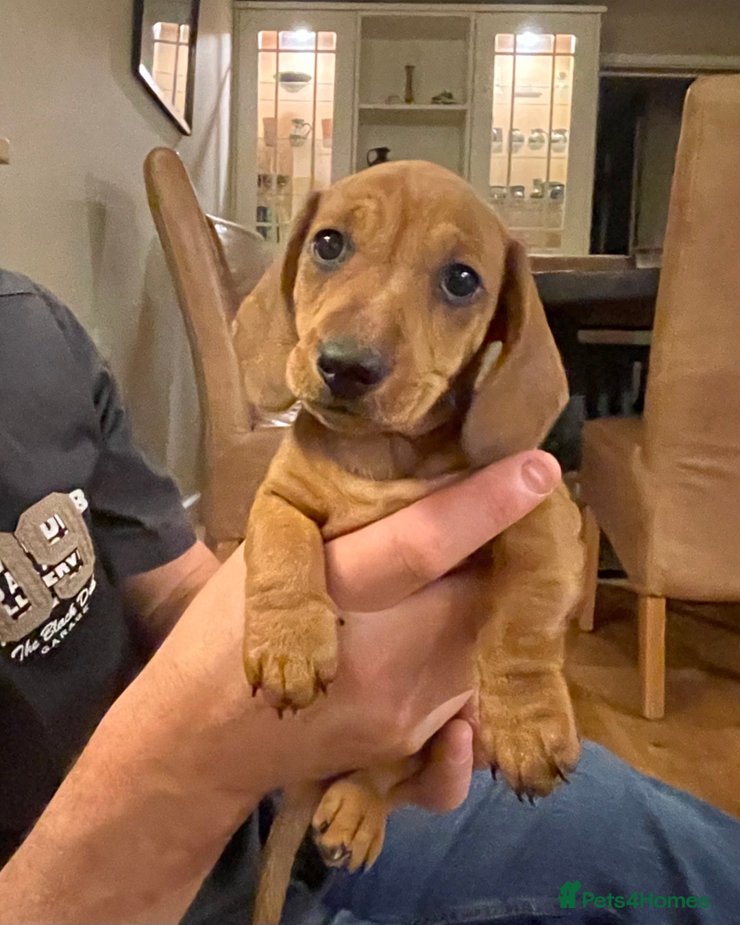 Miniature Dachshund dogs for sale: 🌭 Little Sausages Looking for Big Love! ❤️🐾 - Image 14
