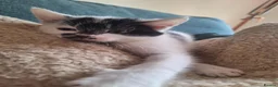 Mixed Breed cats for sale: Kitten - Girl - Advert 3