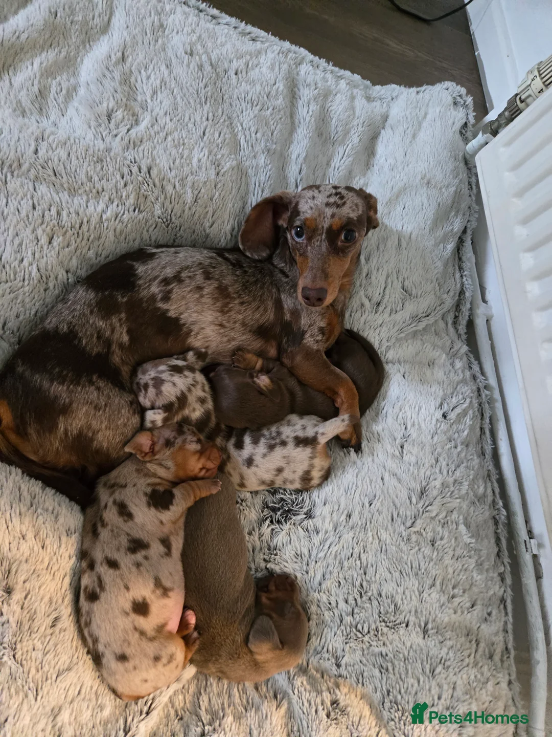 Miniature Dachshund dogs for sale: Miniature Dachshund Puppies (smooth haired) - Advert 2