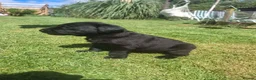 Labrador Retriever dogs for sale: Black bitch labrador  - Advert 3
