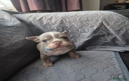 English Bulldog dogs for sale: Beautiful English Bull Dogs KC reg - Image 3