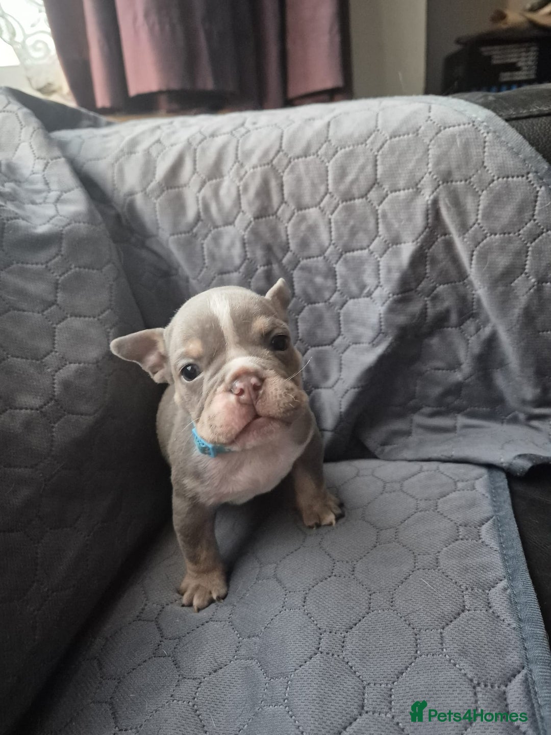 English Bulldog dogs for sale: Beautiful English Bull Dogs KC reg - Image 3