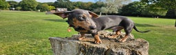 Miniature Dachshund dogs for stud: ⭐️KING PIRI (BLUE AND TAN) KC REG PROVEN Stud⭐️ in Bromley - Advert 7