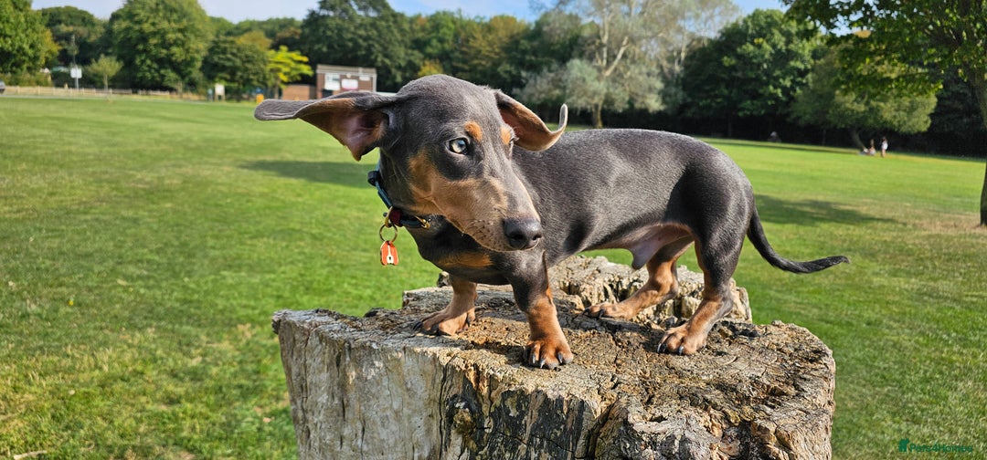 Miniature Dachshund dogs for stud: ⭐️KING PIRI (BLUE AND TAN) KC REG PROVEN Stud⭐️ in Bromley - Advert 7