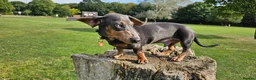 Miniature Dachshund dogs for stud: ⭐️KING PIRI (BLUE AND TAN) KC REG PROVEN Stud⭐️ in Bromley - Advert 7