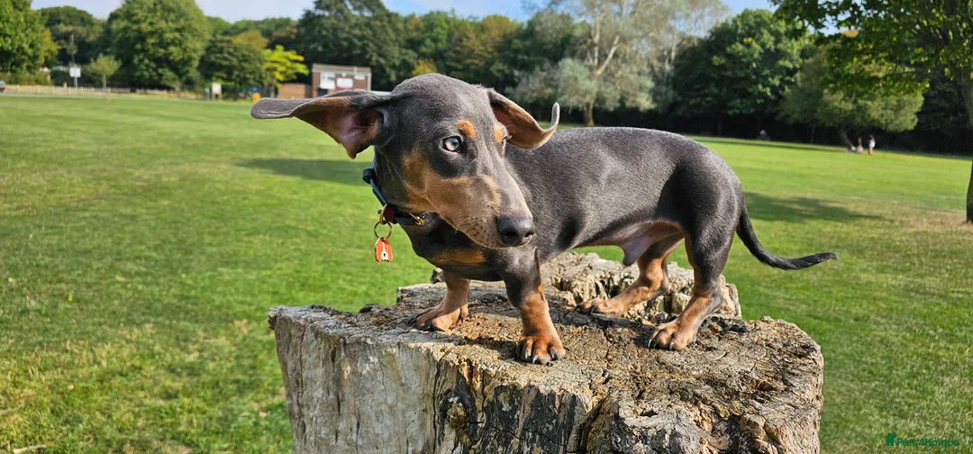 Miniature Dachshund dogs for stud: ⭐️KING PIRI (BLUE AND TAN) KC REG PROVEN Stud⭐️ in Bromley - Advert 7