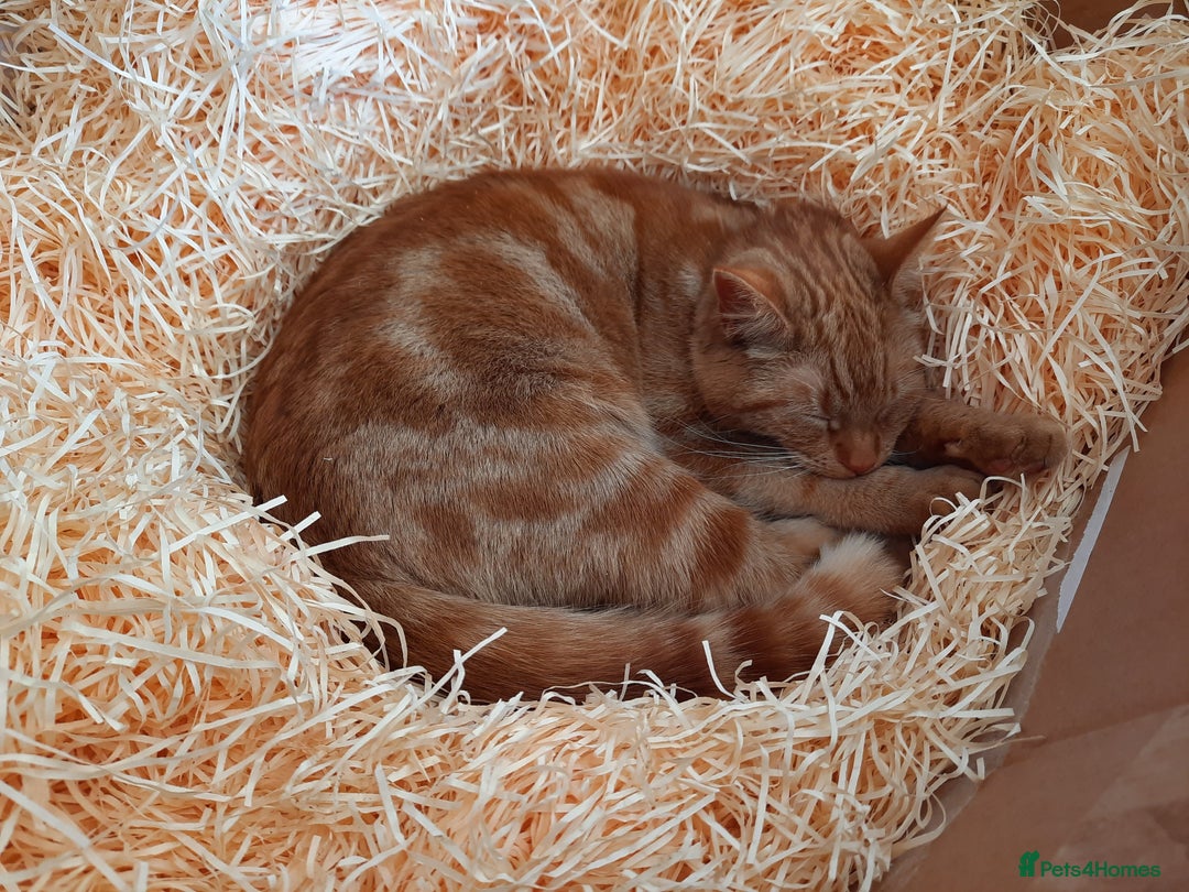 British Shorthair cats for sale: Beautiful Cream & Ginger Kittens  - Image 6