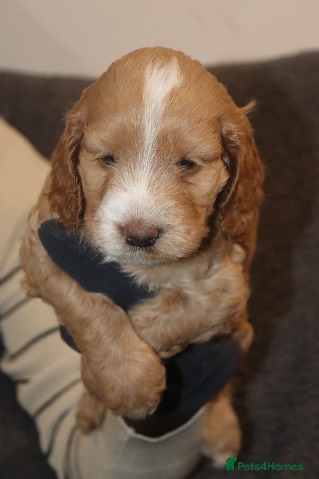 Cockapoo dogs for sale: Adorable Puppies Looking for Their Forever Homes! - Advert 12