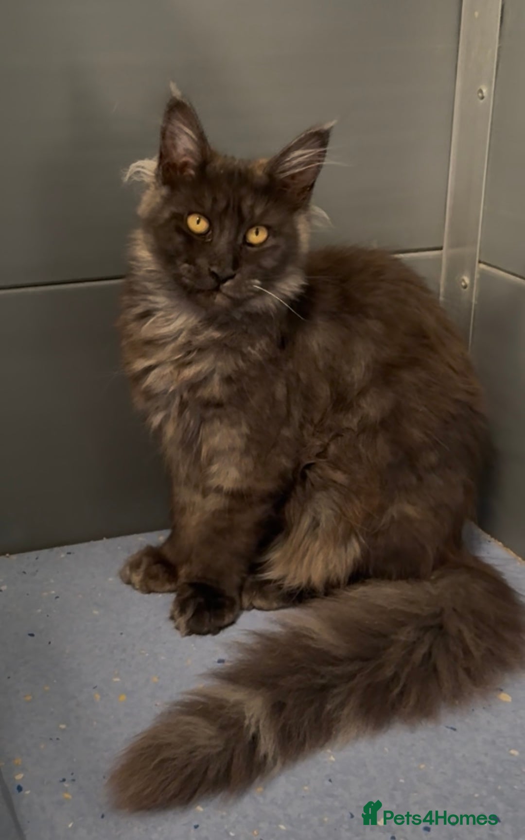 Maine Coon cats for sale: XL black smoke maine coon female Russia bloodlines - Image 1