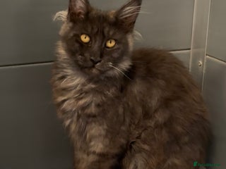 Maine Coon cats - Advert 18