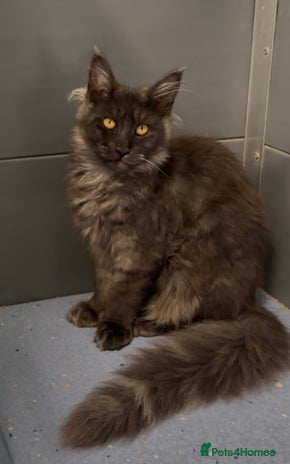 Maine Coon cats - Advert 6