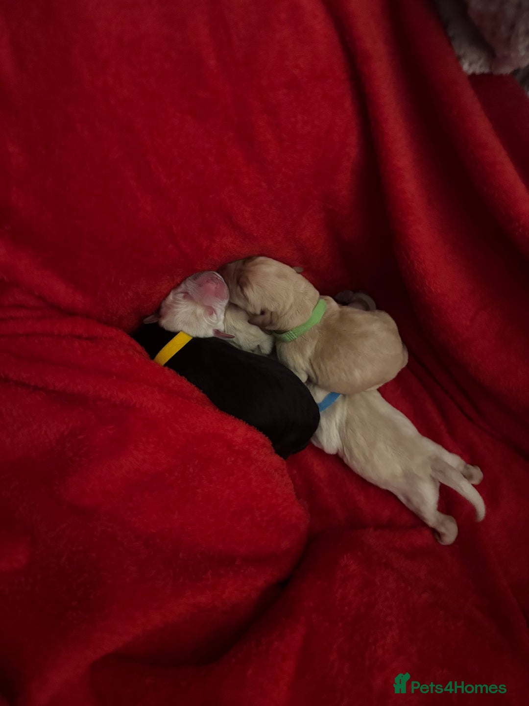 Labrador Retriever dogs for sale: 9 stunning Labrador puppies  - Image 2