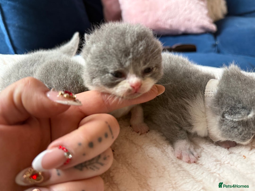 British Shorthair cats for sale: Outstanding kittens 😻 Champion line🥇🏆😻 - Image 8
