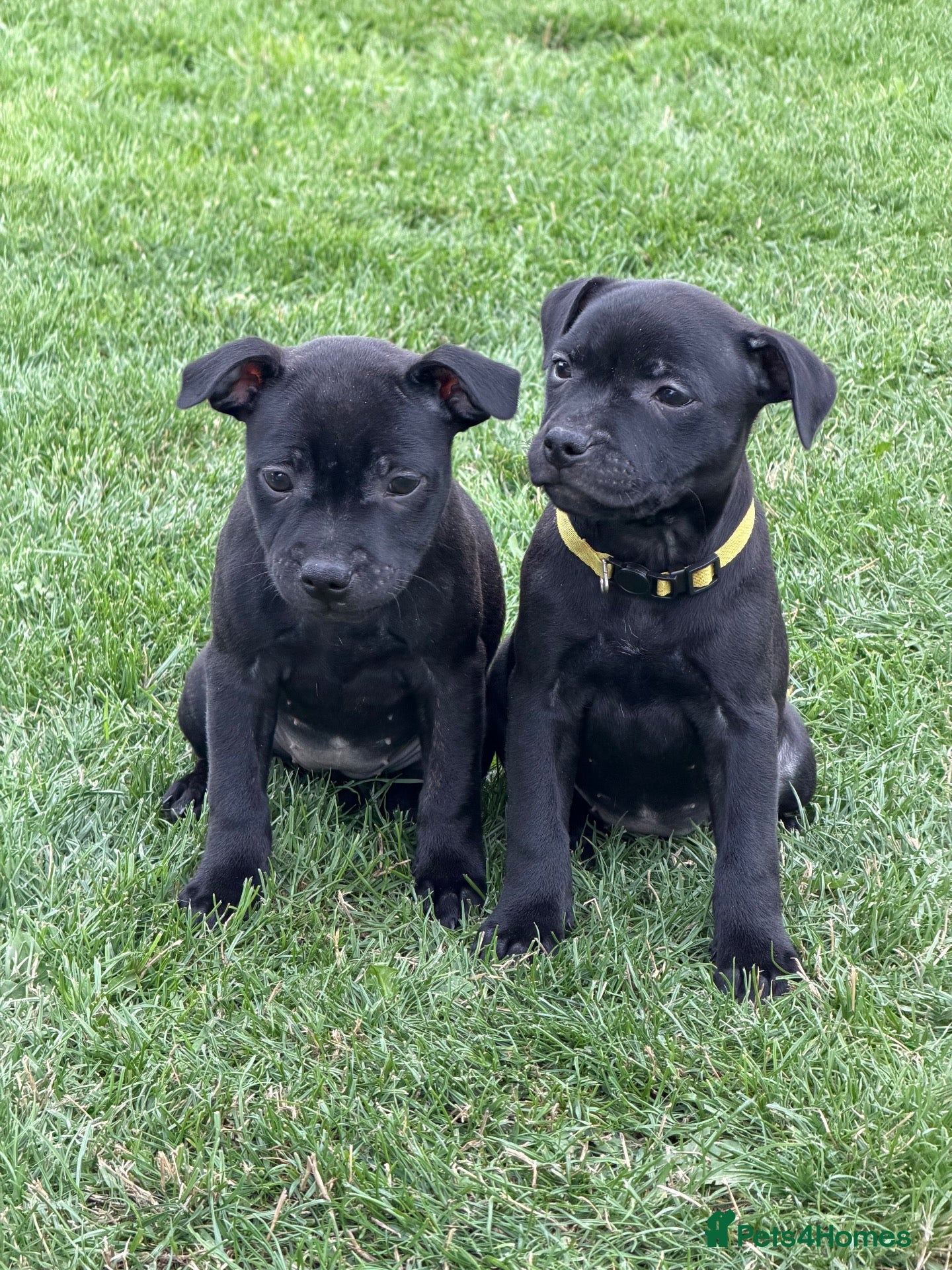 Staffordshire Bull Terrier dogs KC Black Puppies Ready Now - Advert 2