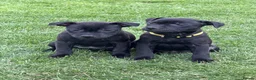 Staffordshire Bull Terrier dogs for sale: KC Black Puppies Ready Now - Advert 2