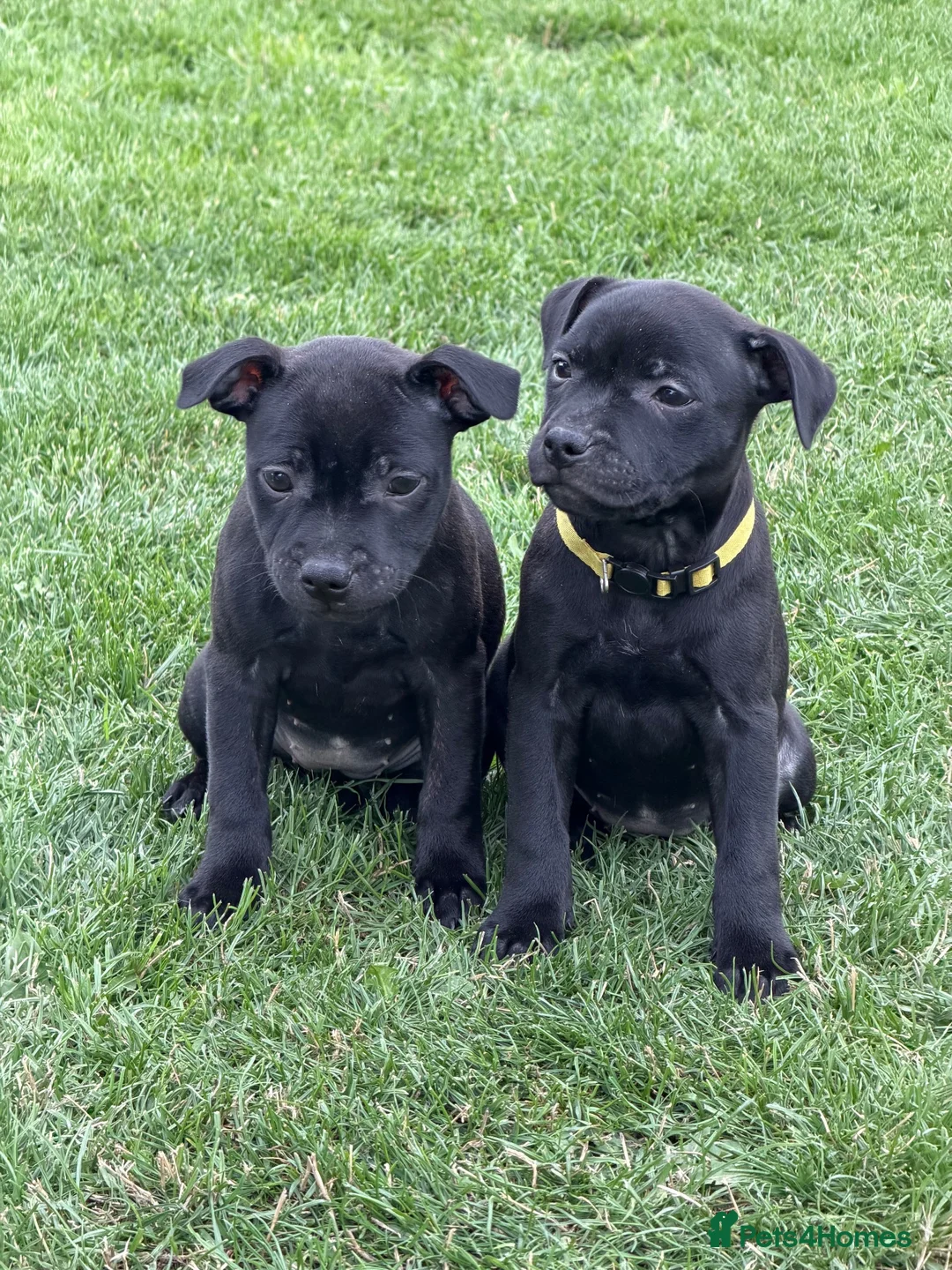 Staffordshire Bull Terrier dogs for sale: KC Black Puppies Ready Now - Advert 2