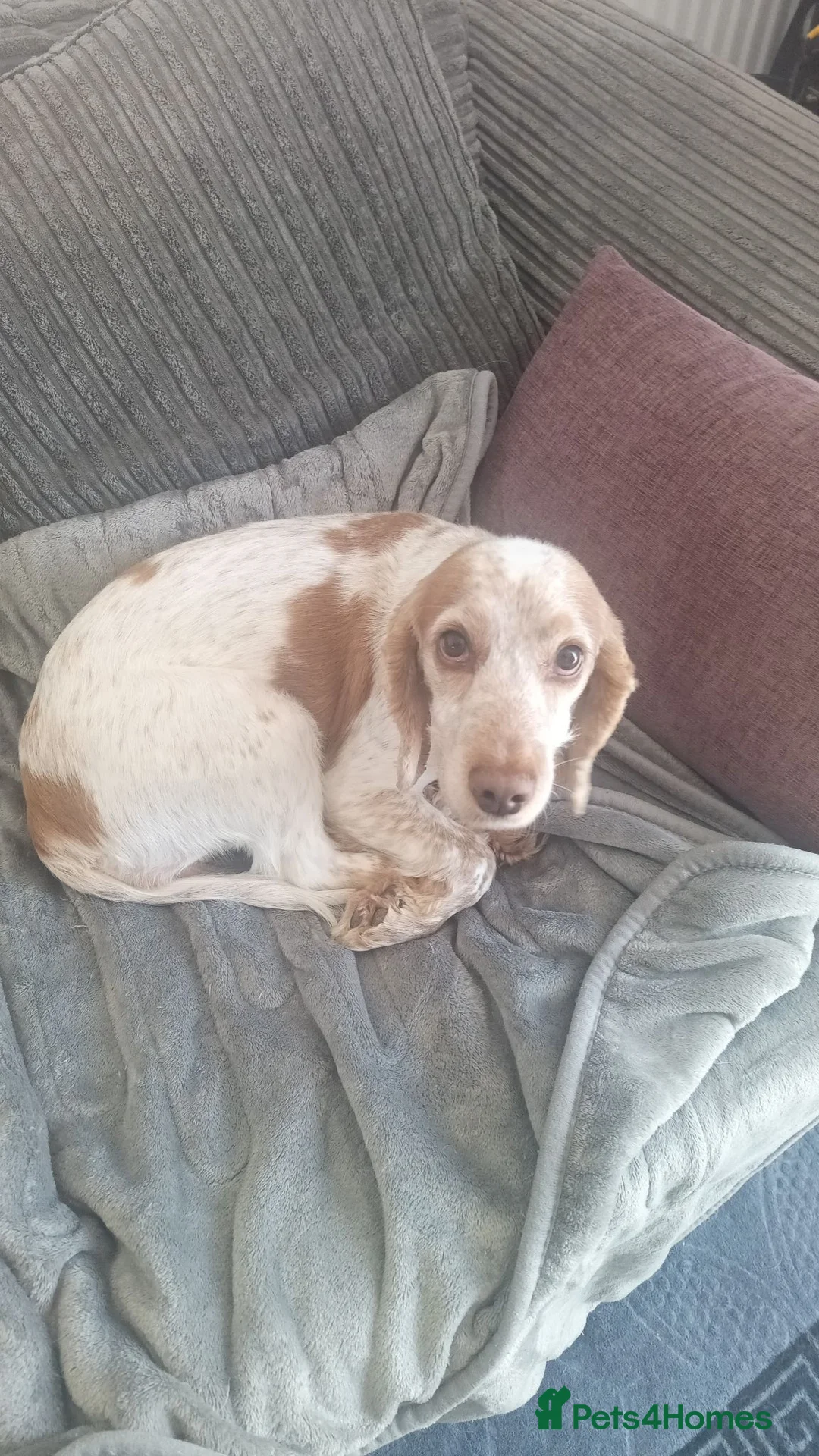 Cocker Spaniel dogs for sale: Adult Cocker spaniel female  - Advert 2