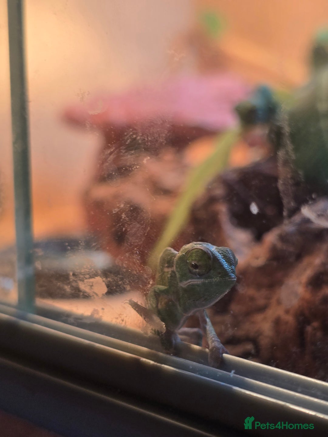 Chameleon reptiles for sale: veiled chameleon - Advert 2