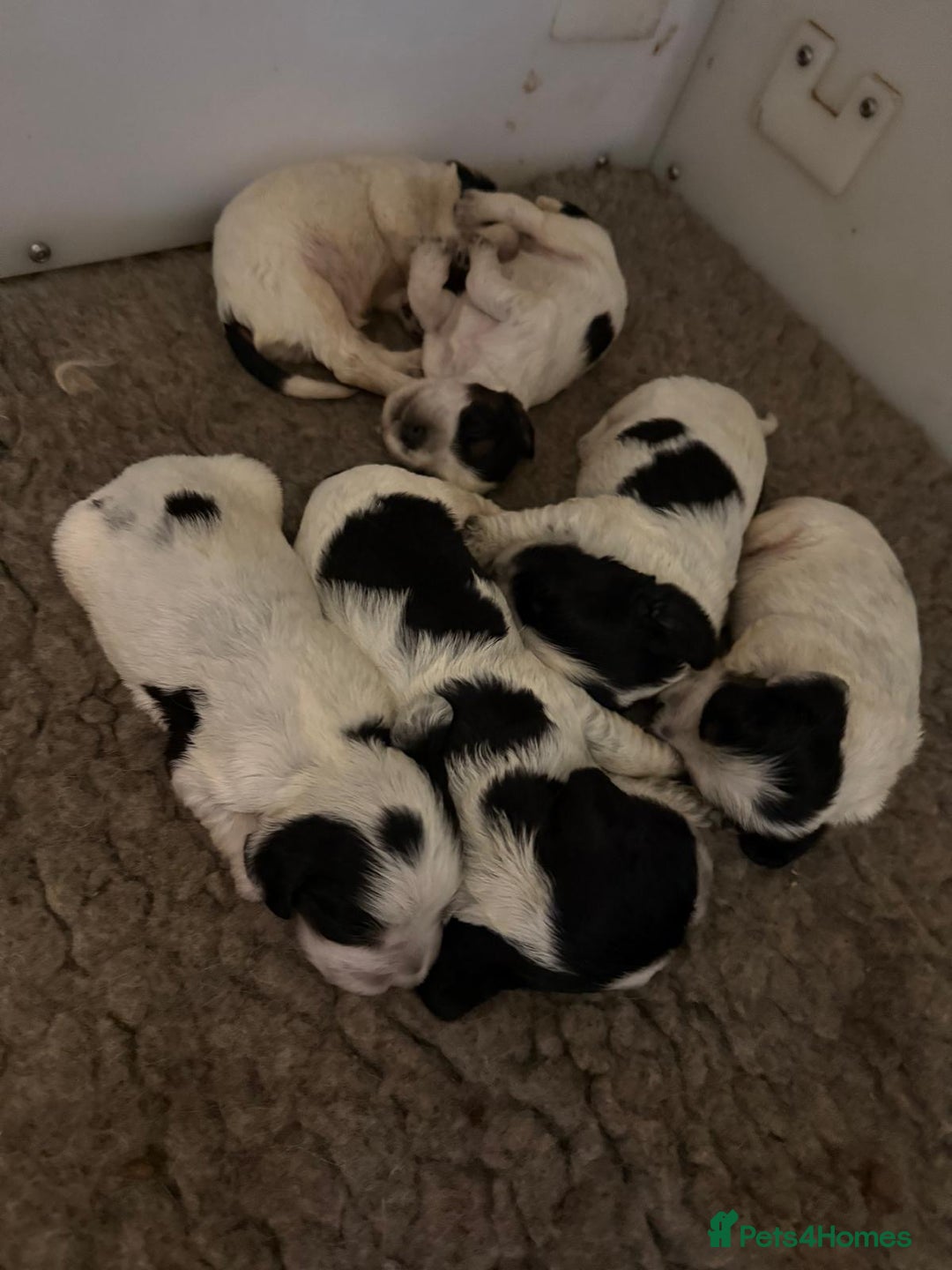 Cocker Spaniel dogs for sale: Blue roan kc register health tested pups - Advert 8