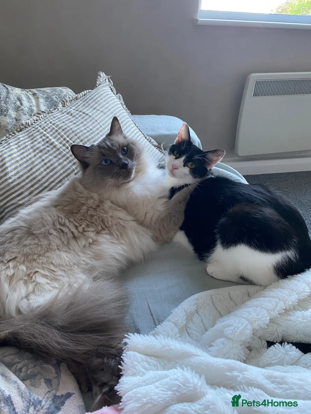 Mixed Breed cats for sale: Rehoming our beautiful boy Ziggy  in Winchester - Advert 2