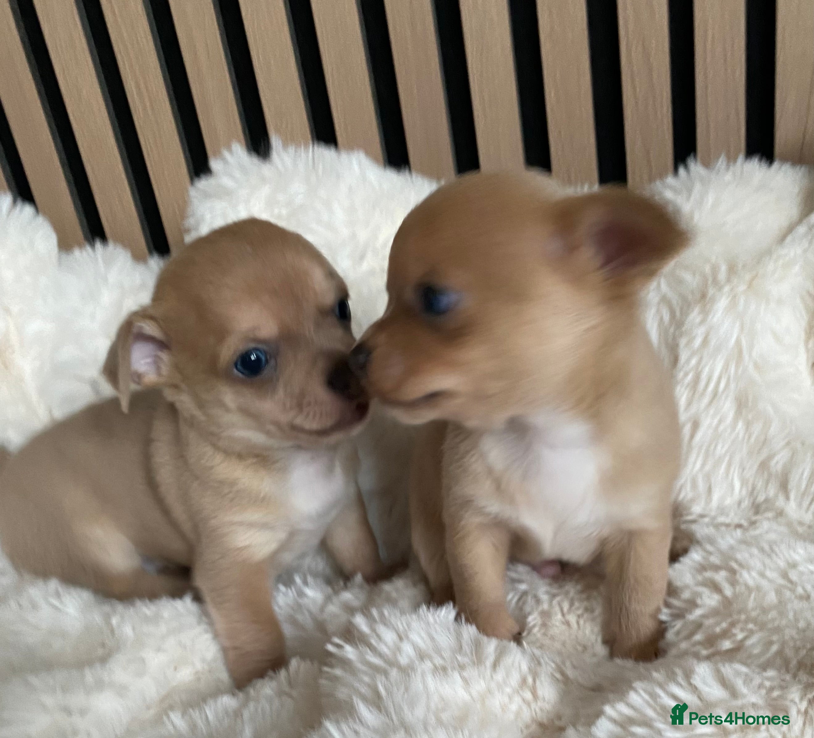 Chihuahua dogs Stunning Chihuahuas  - Advert 1