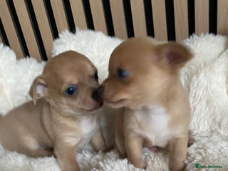 Chihuahua dogs Stunning Chihuahuas - Advert 1