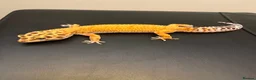 Leopard Gecko reptiles for sale: Inferno Tangerine Het Tremper  - Advert 1