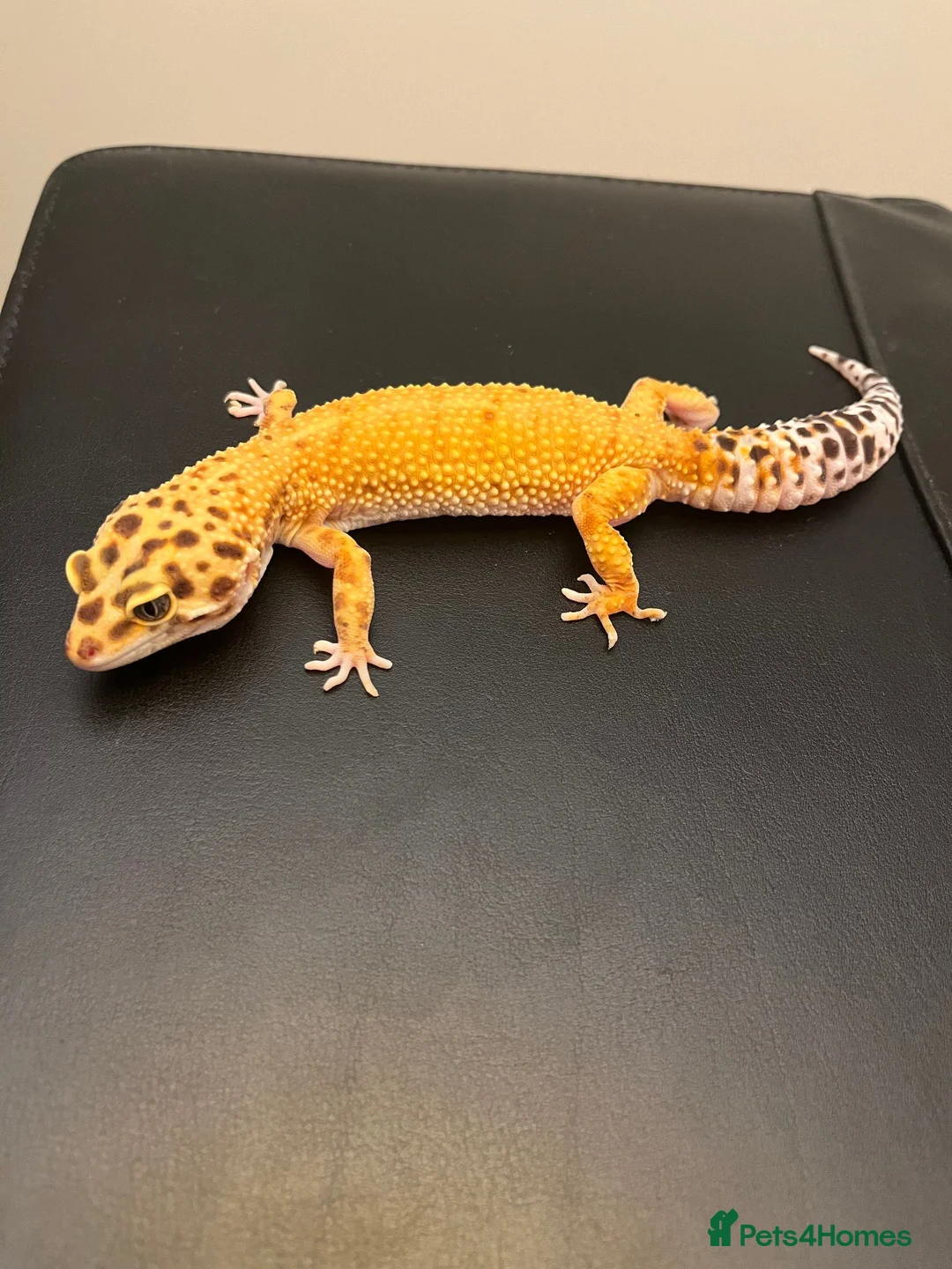 Leopard Gecko reptiles for sale: Inferno Tangerine Het Tremper  - Advert 1