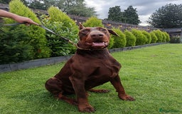 Dobermann dogs for sale: EUROPEAN DOBERMAN PUPPIES in Walsall - Image 9
