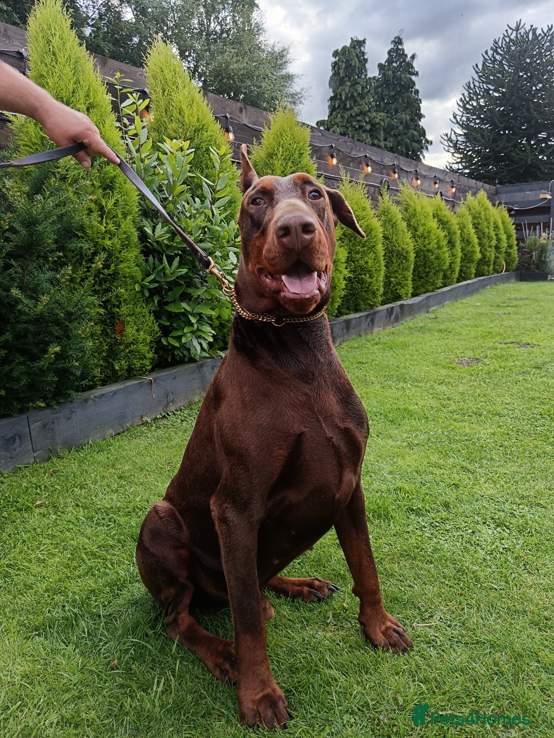 Dobermann dogs for sale: EUROPEAN DOBERMAN PUPPIES in Walsall - Image 9