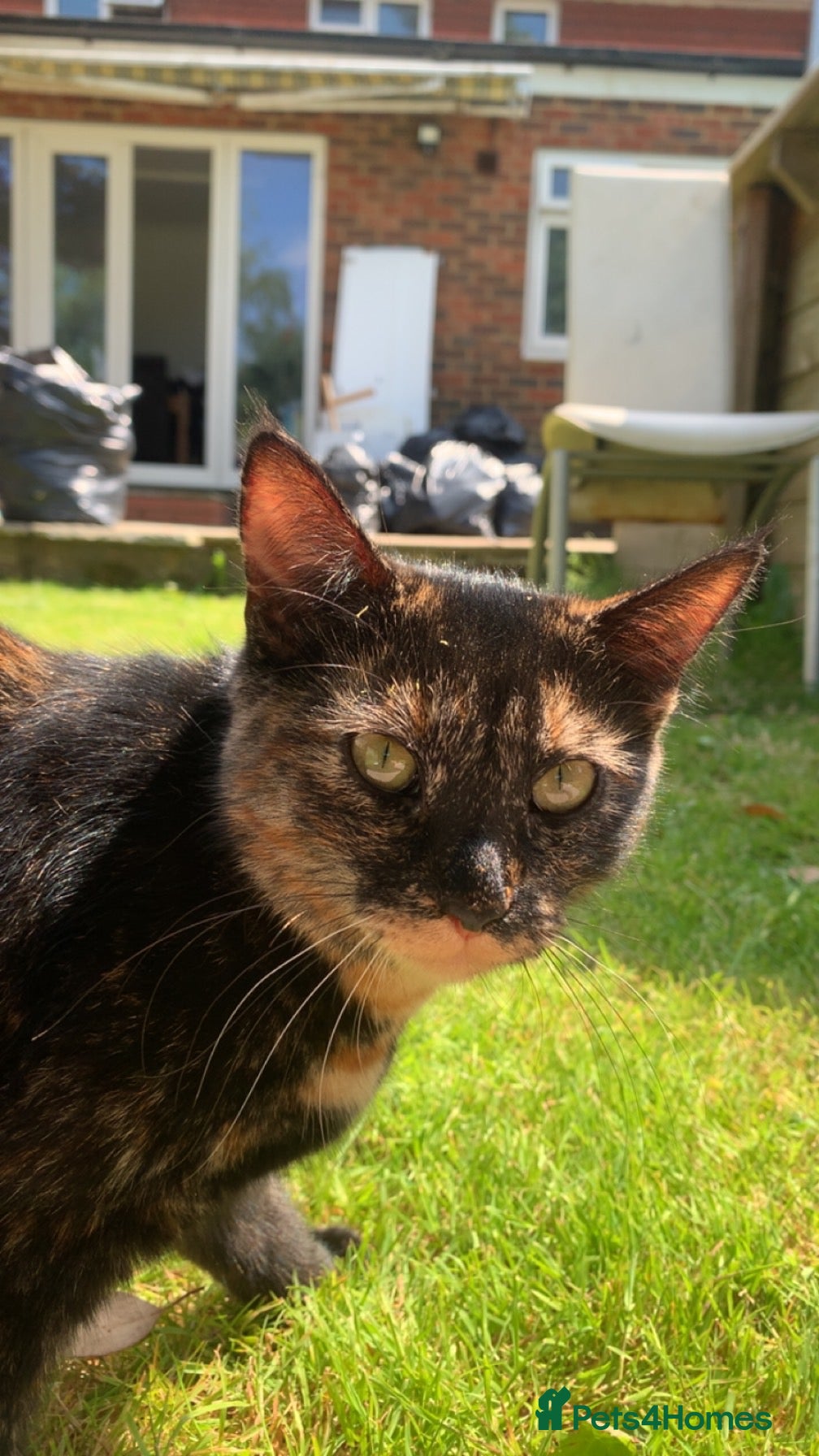 Mixed Breed cats 4 beautiful kittens for sale  - Advert 2