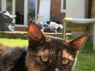 Mixed Breed cats 4 beautiful kittens for sale - Advert 2