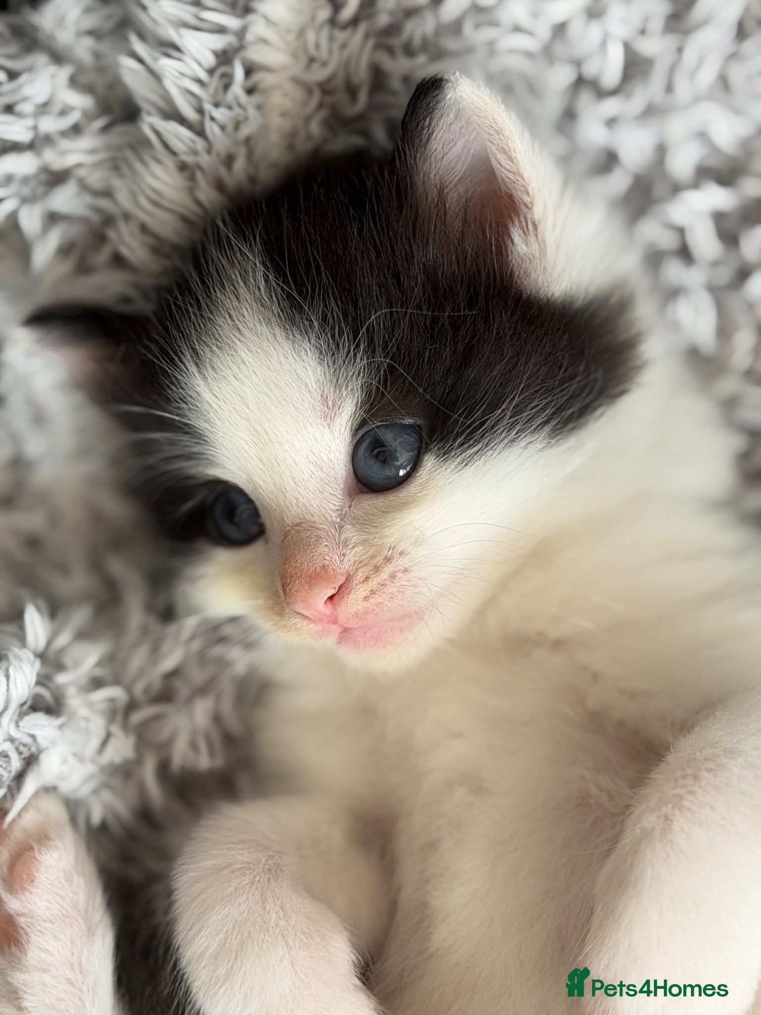 Mixed Breed cats 3 beautiful kittens for sale  - Advert 1