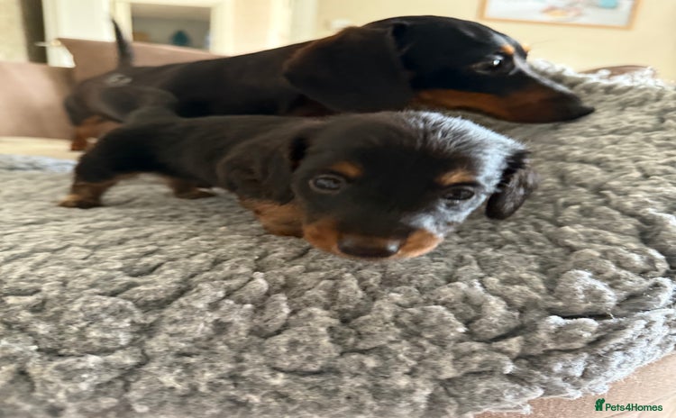 Miniature Dachshund dogs - Advert 15