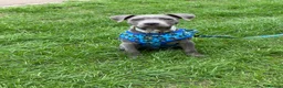 Staffordshire Bull Terrier dogs for sale: Milo - blue Staffordshire  - Advert 1