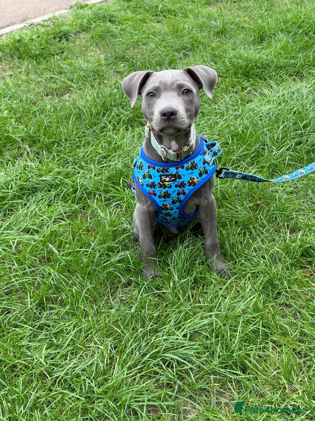 Staffordshire Bull Terrier dogs for sale: Milo - blue Staffordshire  - Advert 1