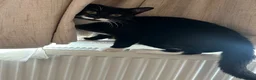 Domestic Shorthair cats for sale: 9 months old male Cat - Advert 2