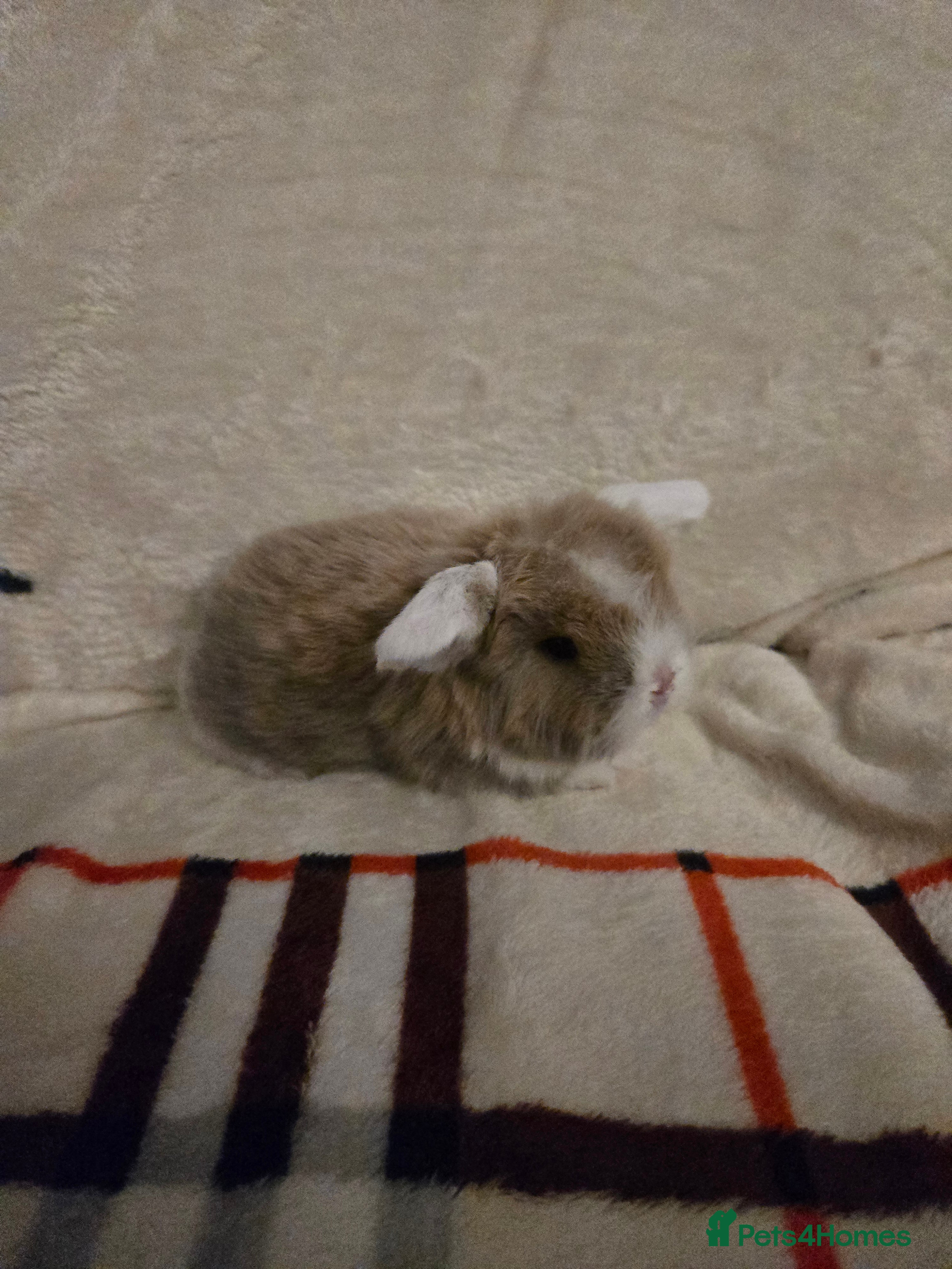 Mini Lop rabbits Stunning mini lops - Advert 5