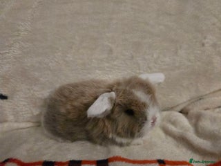 Mini Lop rabbits Stunning mini lops - Advert 13
