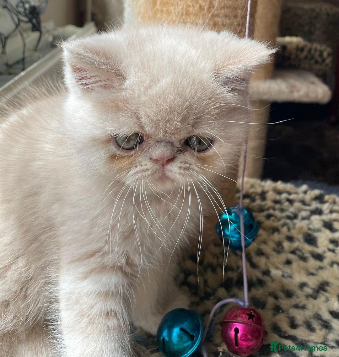 Exotic cats for sale: Gorgeous girl ready now - Image 1