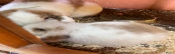 Mini Lop rabbits for sale: Mini Lop Kits  - Advert 4