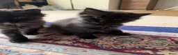 Ragdoll cats for sale: 2 Female ragdoll cats and 3 kittens-relisted - Advert 15