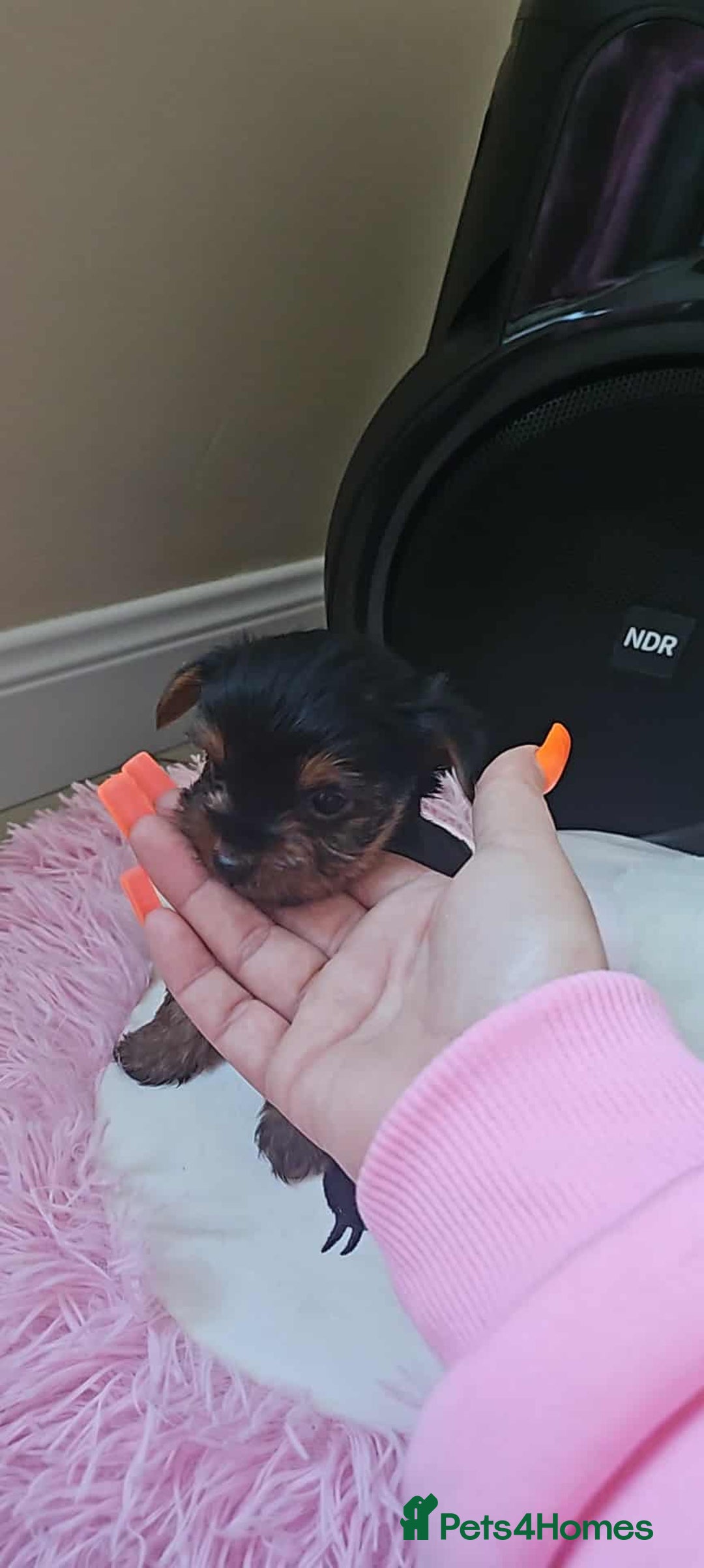 Yorkshire Terrier dogs for sale: Mini Yorkshire terrier puppies  - Image 4