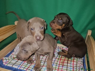 Dobermann dogs International Champ Bloodlines Pups Ready Xmas day - Advert 4