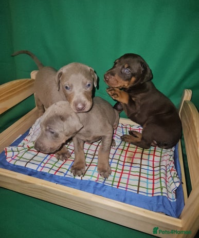 Dobermann dogs International Champ Bloodline Pups Ready 25thDEC - Advert 1