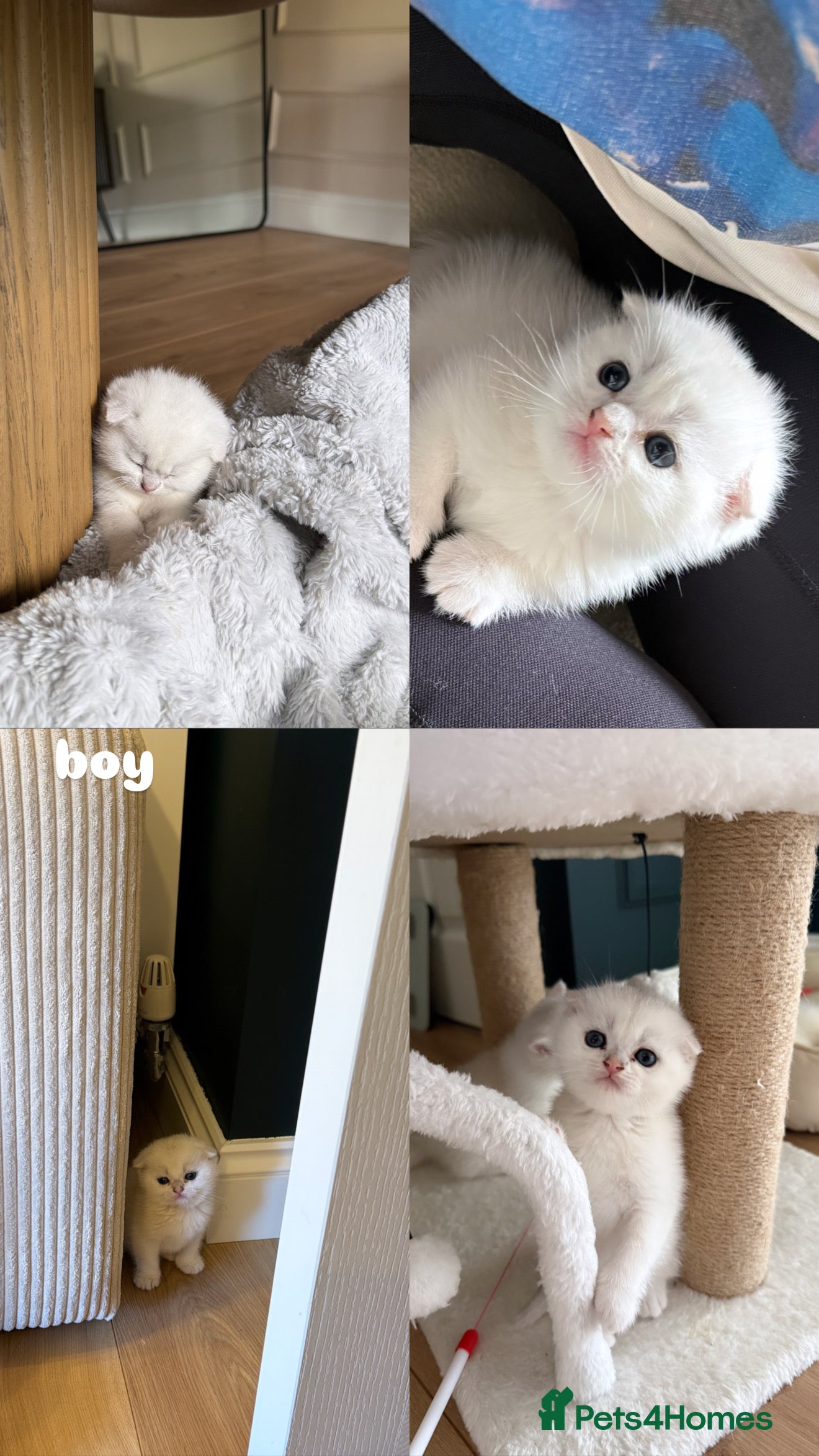 British Shorthair cats Fluffy British Shorthair & Fold Kittens 🐈‍⬛  - Advert 2
