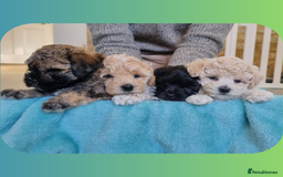 Maltipoo dogs for sale: Rare F2 Toy Maltipoos, DNA Clear + Basic Training - Image 3