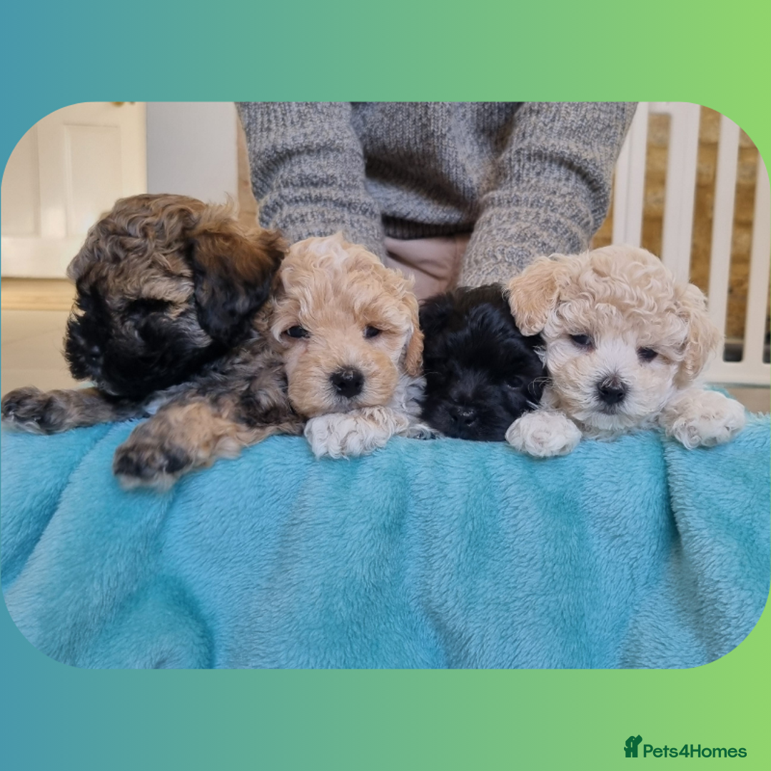Maltipoo dogs for sale: Rare F2 Toy Maltipoos, DNA Clear + Basic Training - Image 3